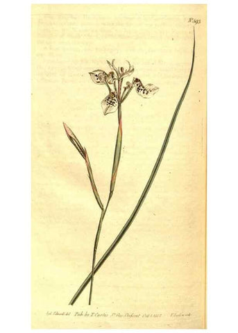 Reproducción/Reproduction 8414398180: Curtis's botanical magazine.. London ;New York [etc.] :Academic Press [etc.]