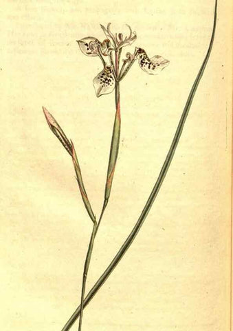Reproducción/Reproduction 8414398180: Curtis's botanical magazine.. London ;New York [etc.] :Academic Press [etc.]
