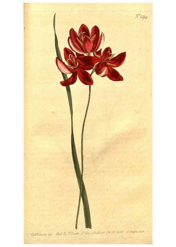 Reproducción/Reproduction 8413300171: Curtis's botanical magazine.. London ;New York [etc.] :Academic Press [etc.]