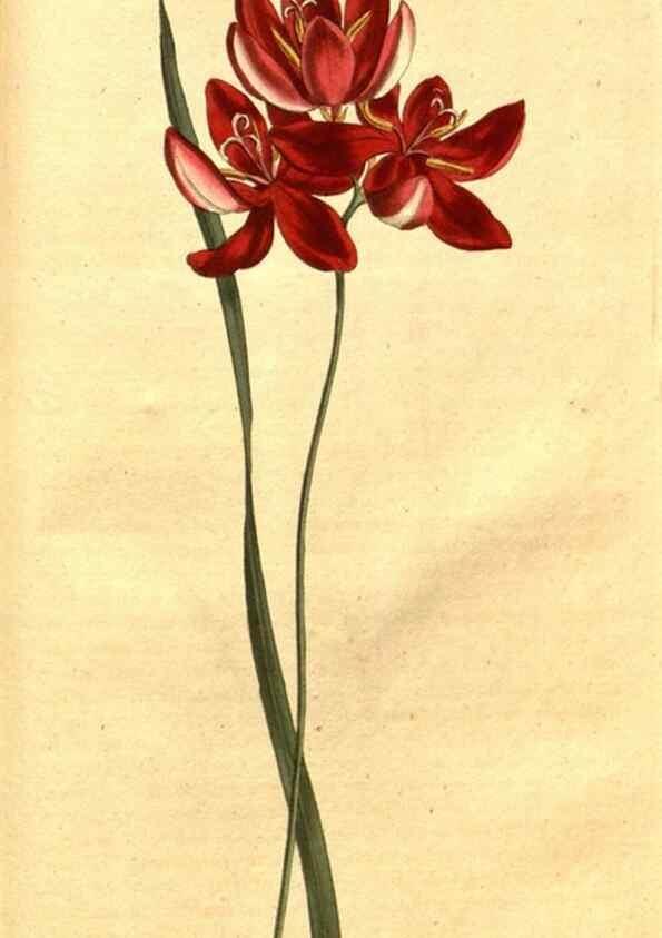 Reproducción/Reproduction 8413300171: Curtis's botanical magazine.. London ;New York [etc.] :Academic Press [etc.]