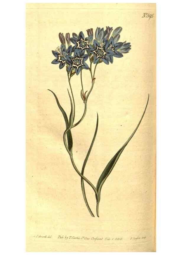 Reproducción/Reproduction 8413300705: Curtis's botanical magazine.. London ;New York [etc.] :Academic Press [etc.]