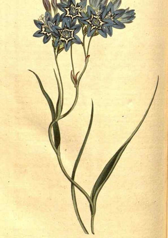 Reproducción/Reproduction 8413300705: Curtis's botanical magazine.. London ;New York [etc.] :Academic Press [etc.]