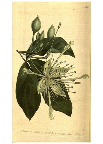 Reproducción/Reproduction 8414400108: Curtis's botanical magazine.. London ;New York [etc.] :Academic Press [etc.]