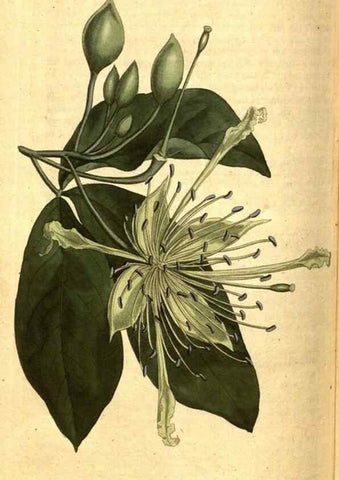 Reproducción/Reproduction 8414400108: Curtis's botanical magazine.. London ;New York [etc.] :Academic Press [etc.]