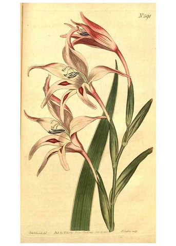 Reproducción/Reproduction 8414396750: Curtis's botanical magazine.. London ;New York [etc.] :Academic Press [etc.]