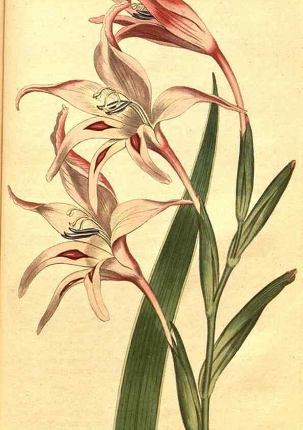 Reproducción/Reproduction 8414396750: Curtis's botanical magazine.. London ;New York [etc.] :Academic Press [etc.]