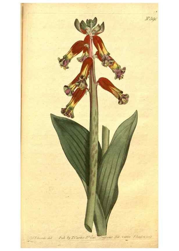 Reproducción/Reproduction 8414396142: Curtis's botanical magazine.. London ;New York [etc.] :Academic Press [etc.]