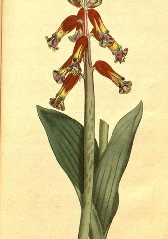Reproducción/Reproduction 8414396142: Curtis's botanical magazine.. London ;New York [etc.] :Academic Press [etc.]