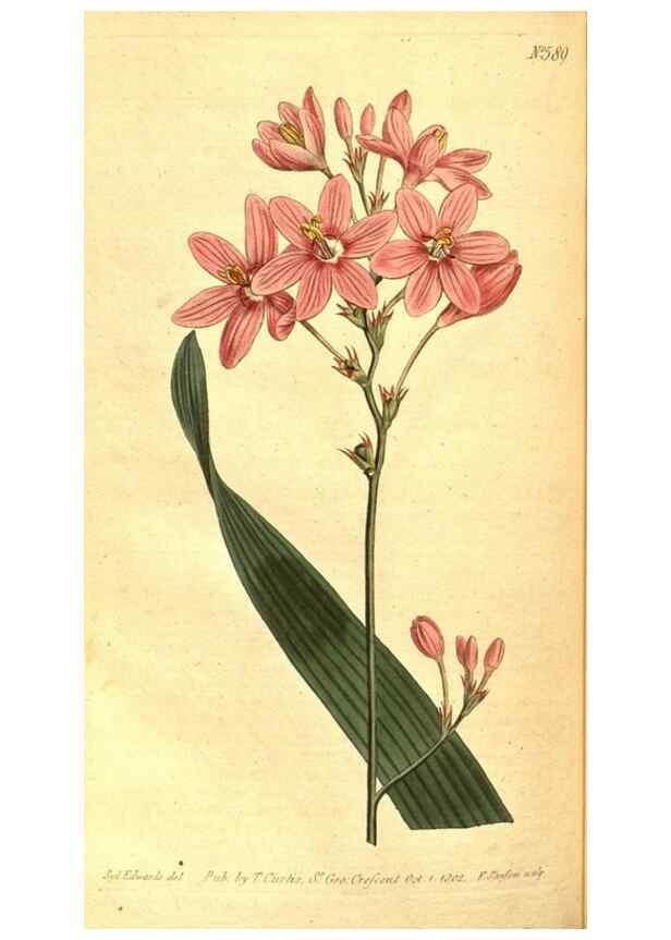 Reproducción/Reproduction 8414395196: Curtis's botanical magazine.. London ;New York [etc.] :Academic Press [etc.]