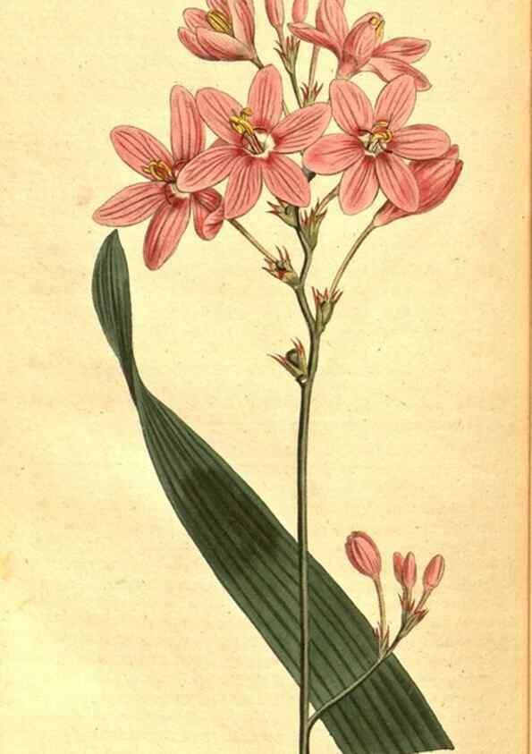 Reproducción/Reproduction 8414395196: Curtis's botanical magazine.. London ;New York [etc.] :Academic Press [etc.]