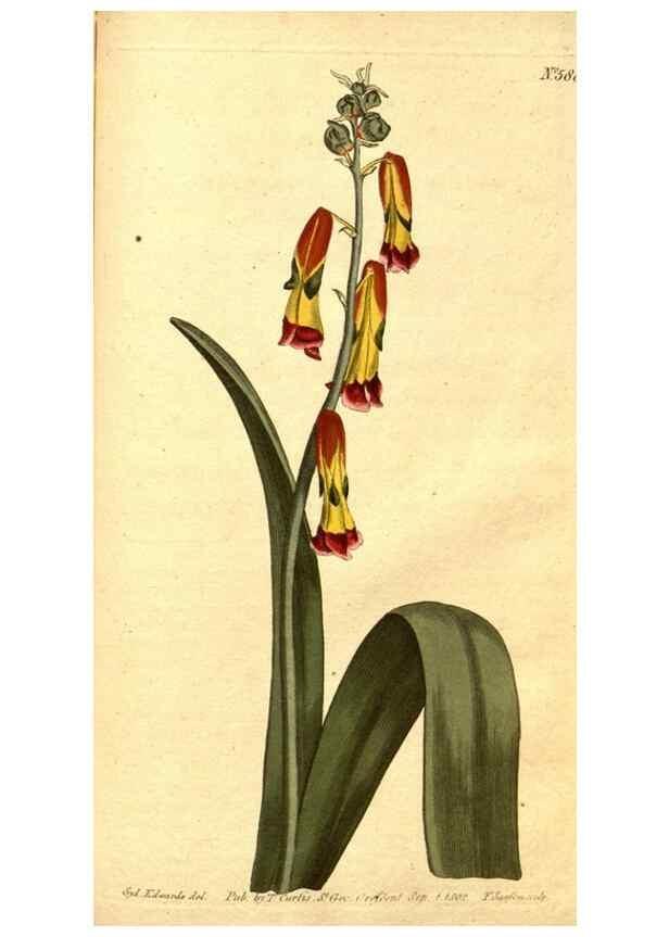 Reproducción/Reproduction 8413295973: Curtis's botanical magazine.. London ;New York [etc.] :Academic Press [etc.]