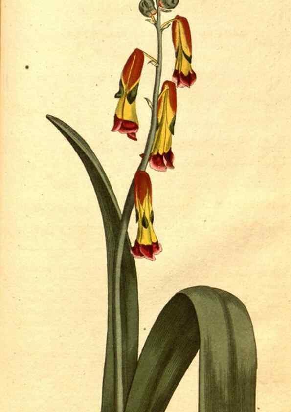 Reproducción/Reproduction 8413295973: Curtis's botanical magazine.. London ;New York [etc.] :Academic Press [etc.]