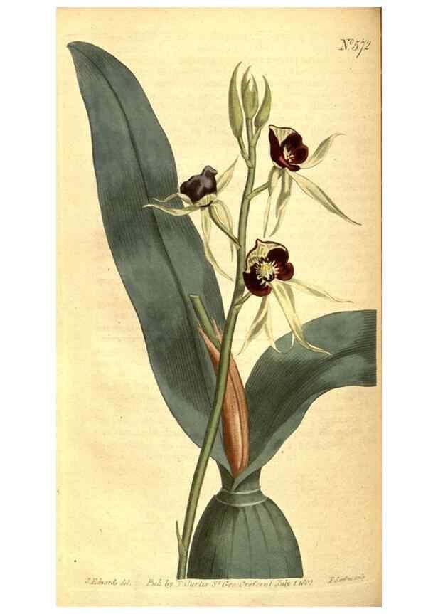 Reproducción/Reproduction 8414384482: Curtis's botanical magazine.. London ;New York [etc.] :Academic Press [etc.]