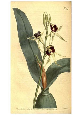 Reproducción/Reproduction 8414384482: Curtis's botanical magazine.. London ;New York [etc.] :Academic Press [etc.]