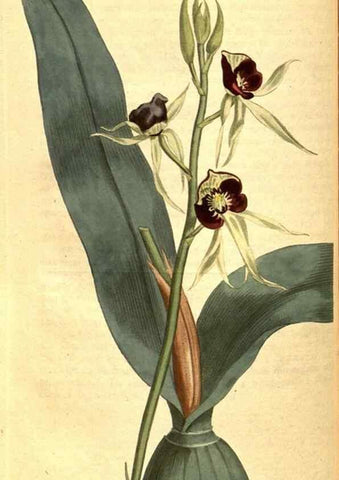 Reproducción/Reproduction 8414384482: Curtis's botanical magazine.. London ;New York [etc.] :Academic Press [etc.]