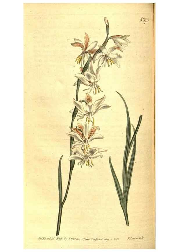Reproducción/Reproduction 8414385026: Curtis's botanical magazine.. London ;New York [etc.] :Academic Press [etc.]