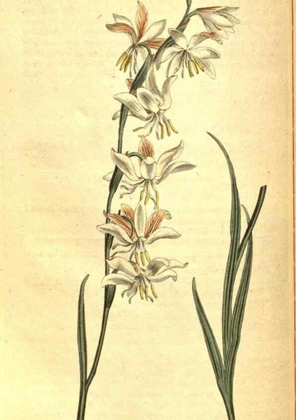 Reproducción/Reproduction 8414385026: Curtis's botanical magazine.. London ;New York [etc.] :Academic Press [etc.]