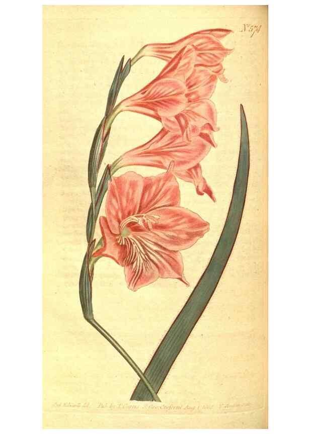 Reproducción/Reproduction 8414385522: Curtis's botanical magazine.. London ;New York [etc.] :Academic Press [etc.]