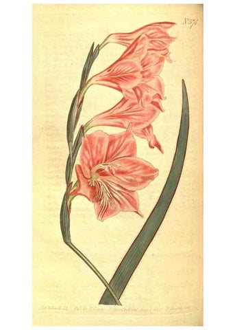 Reproducción/Reproduction 8414385522: Curtis's botanical magazine.. London ;New York [etc.] :Academic Press [etc.]