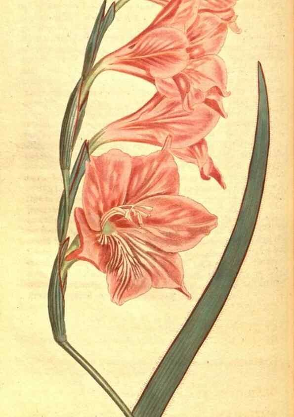 Reproducción/Reproduction 8414385522: Curtis's botanical magazine.. London ;New York [etc.] :Academic Press [etc.]