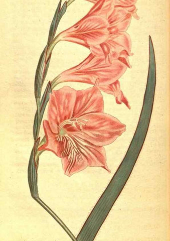 Reproducción/Reproduction 8414385522: Curtis's botanical magazine.. London ;New York [etc.] :Academic Press [etc.]