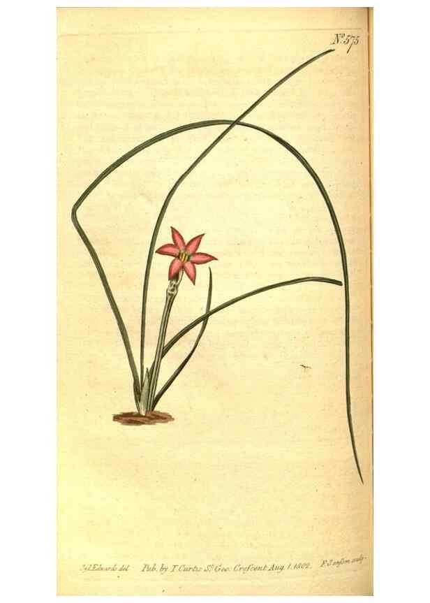 Reproducción/Reproduction 8413288055: Curtis's botanical magazine.. London ;New York [etc.] :Academic Press [etc.]