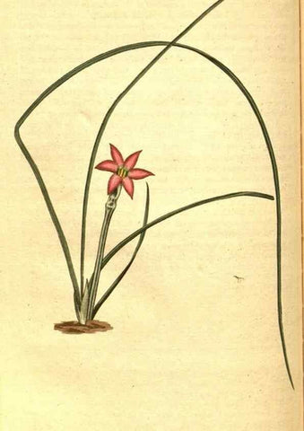 Reproducción/Reproduction 8413288055: Curtis's botanical magazine.. London ;New York [etc.] :Academic Press [etc.]
