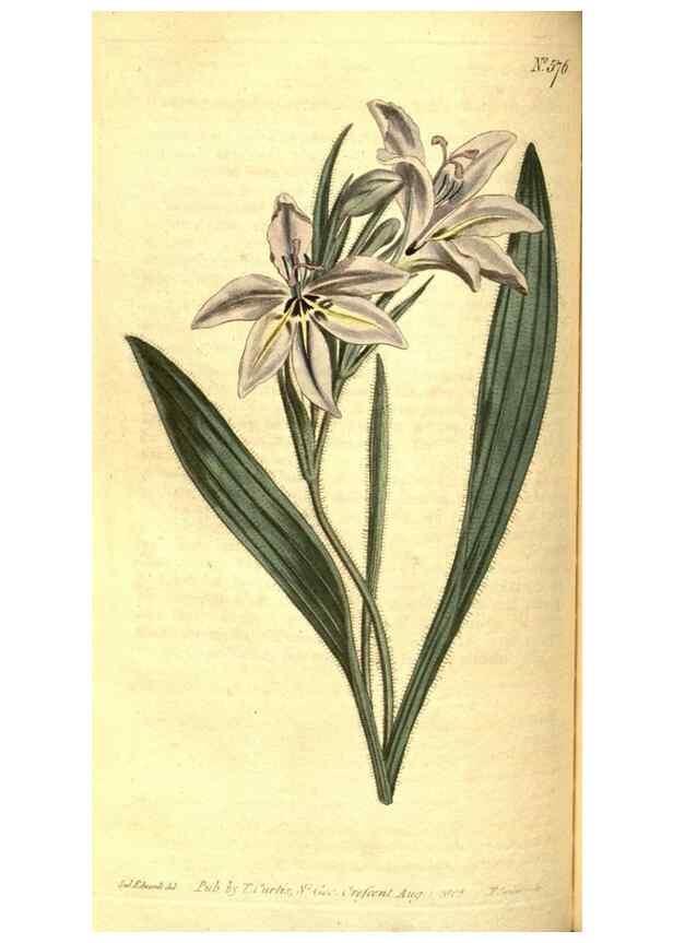 Reproducción/Reproduction 8414386872: Curtis's botanical magazine.. London ;New York [etc.] :Academic Press [etc.]