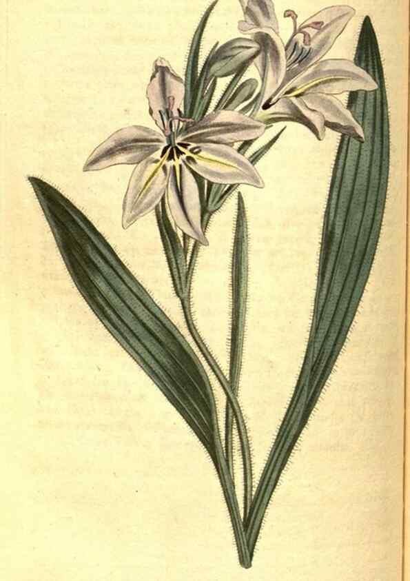 Reproducción/Reproduction 8414386872: Curtis's botanical magazine.. London ;New York [etc.] :Academic Press [etc.]