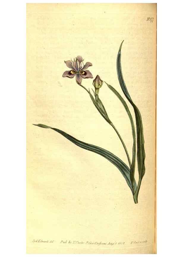 Reproducción/Reproduction 8413289175: Curtis's botanical magazine.. London ;New York [etc.] :Academic Press [etc.]