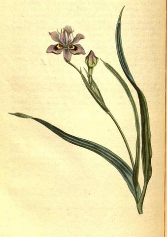 Reproducción/Reproduction 8413289175: Curtis's botanical magazine.. London ;New York [etc.] :Academic Press [etc.]