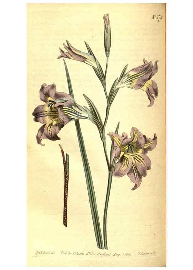 Reproducción/Reproduction 8413289671: Curtis's botanical magazine.. London ;New York [etc.] :Academic Press [etc.]
