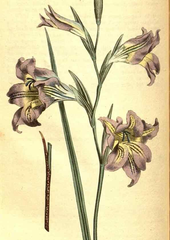 Reproducción/Reproduction 8413289671: Curtis's botanical magazine.. London ;New York [etc.] :Academic Press [etc.]