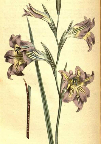 Reproducción/Reproduction 8413289671: Curtis's botanical magazine.. London ;New York [etc.] :Academic Press [etc.]
