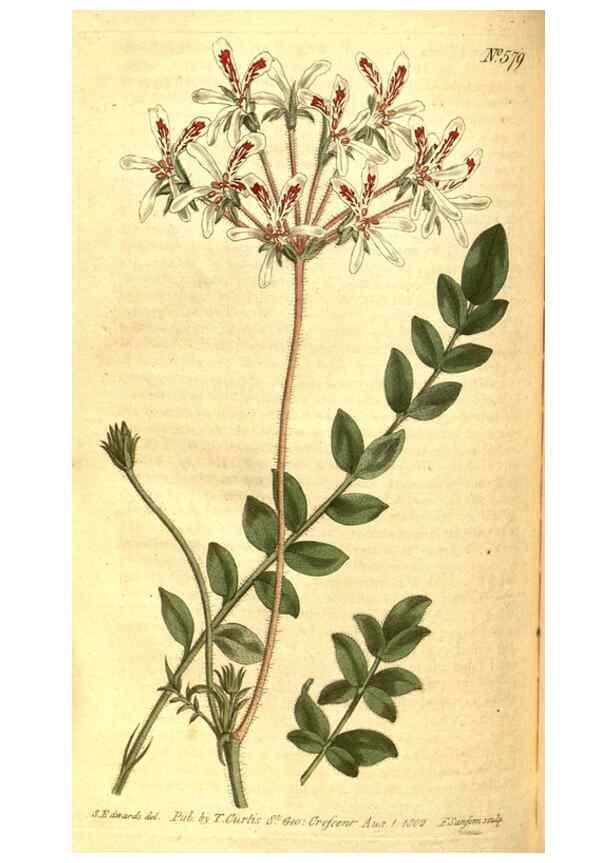 Reproducción/Reproduction 8413290443: Curtis's botanical magazine.. London ;New York [etc.] :Academic Press [etc.]