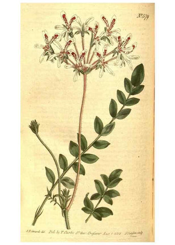 Reproducción/Reproduction 8413290443: Curtis's botanical magazine.. London ;New York [etc.] :Academic Press [etc.]