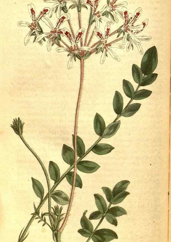 Reproducción/Reproduction 8413290443: Curtis's botanical magazine.. London ;New York [etc.] :Academic Press [etc.]