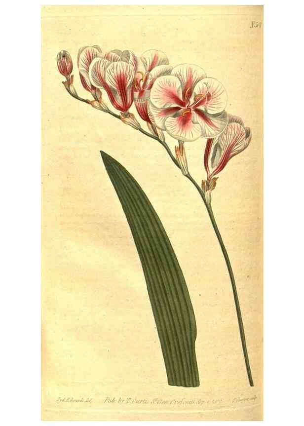 Reproducción/Reproduction 8413291911: Curtis's botanical magazine.. London ;New York [etc.] :Academic Press [etc.]