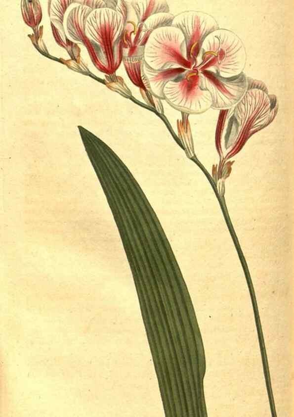 Reproducción/Reproduction 8413291911: Curtis's botanical magazine.. London ;New York [etc.] :Academic Press [etc.]