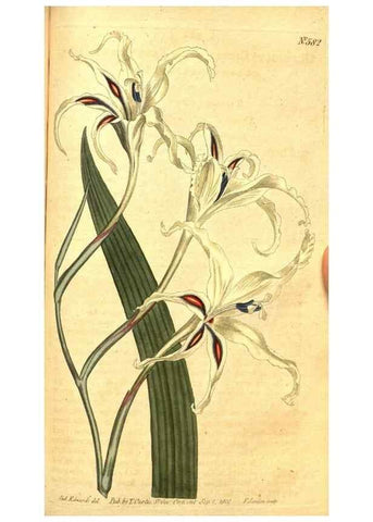 Reproducción/Reproduction 8413292529: Curtis's botanical magazine.. London ;New York [etc.] :Academic Press [etc.]