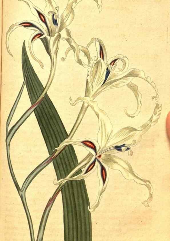 Reproducción/Reproduction 8413292529: Curtis's botanical magazine.. London ;New York [etc.] :Academic Press [etc.]