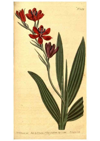 Reproducción/Reproduction 8413293031: Curtis's botanical magazine.. London ;New York [etc.] :Academic Press [etc.]