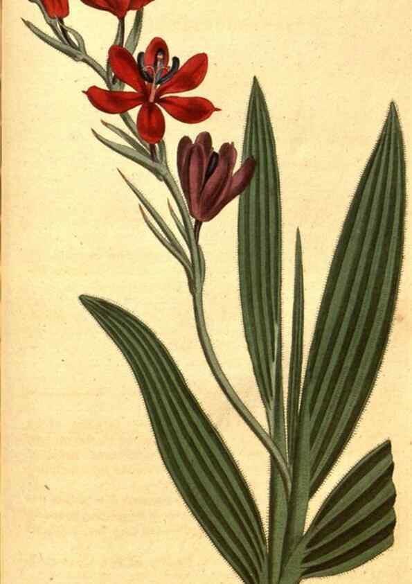 Reproducción/Reproduction 8413293031: Curtis's botanical magazine.. London ;New York [etc.] :Academic Press [etc.]