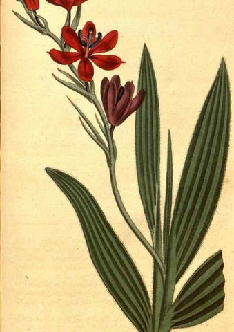 Reproducción/Reproduction 8413293031: Curtis's botanical magazine.. London ;New York [etc.] :Academic Press [etc.]