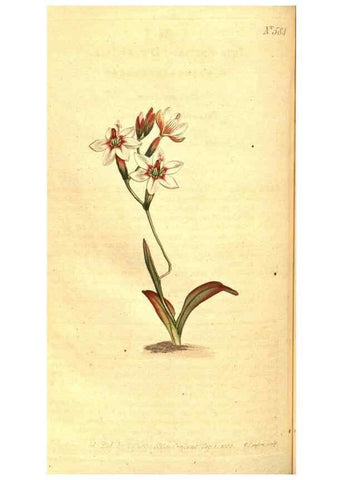 Reproducción/Reproduction 8413293817: Curtis's botanical magazine.. London ;New York [etc.] :Academic Press [etc.]