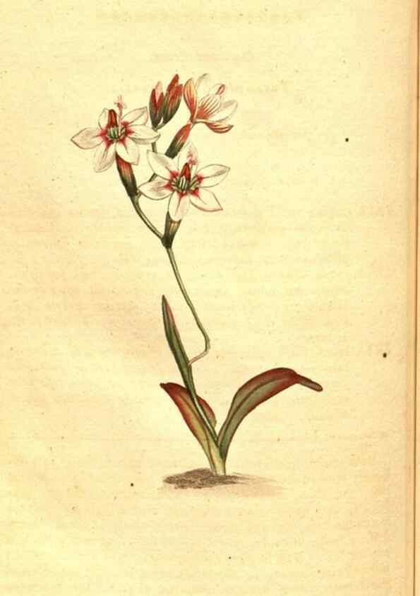 Reproducción/Reproduction 8413293817: Curtis's botanical magazine.. London ;New York [etc.] :Academic Press [etc.]