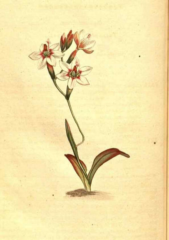 Reproducción/Reproduction 8413293817: Curtis's botanical magazine.. London ;New York [etc.] :Academic Press [etc.]