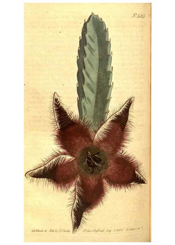 Reproducción/Reproduction 8413294317: Curtis's botanical magazine.. London ;New York [etc.] :Academic Press [etc.]