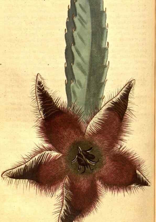 Reproducción/Reproduction 8413294317: Curtis's botanical magazine.. London ;New York [etc.] :Academic Press [etc.]
