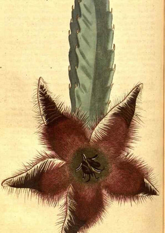 Reproducción/Reproduction 8413294317: Curtis's botanical magazine.. London ;New York [etc.] :Academic Press [etc.]